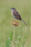 Botteri's Sparrowborder=